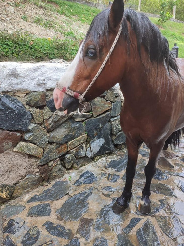 Imagen 6 de 8 de Hermoso Mini Horse En Venta