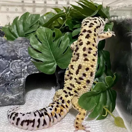 Keruideng Plantas De Reptiles Para Decoración De Terrarios,d