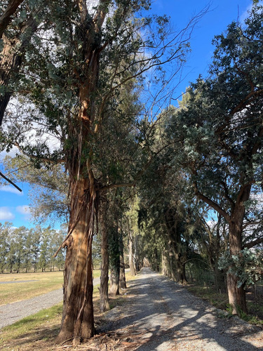 Loteo Barrio Cerrado Los Robles - Cañuelas