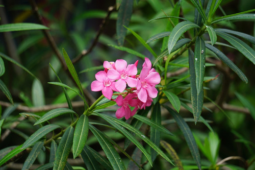 Muda De Espirradeira Rosa Lindo Arbusto P/ Casas E Calçada