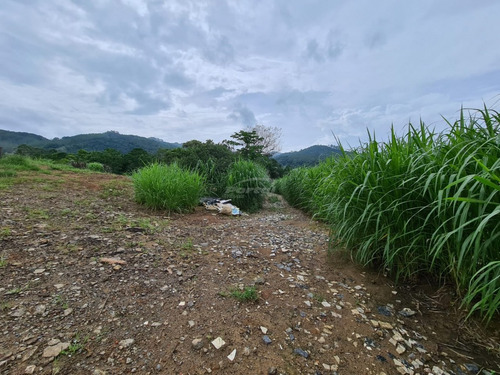 Imagem 11 de 13 de Belíssimo Sítio Localizado Em Pomerode, Bairro Ribeirão Souto, Com Área De 49.000 Metros Quadrados, Nascente De Água Dentro Do Terreno, Casa De Madeira, Galpão, Rancho Para Gado, Totalmente Cercad
