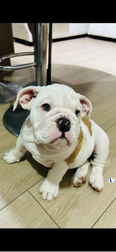 Bulldog Ingles Hembra Disponible