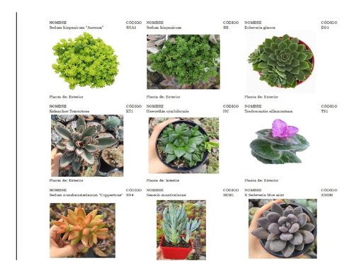 Plantas Suculentas Pequeñas, Un Detalle Vivo.