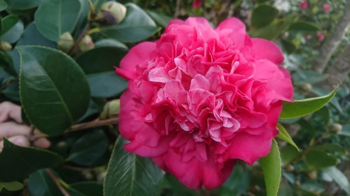 Camellia Japonica (camelia, Camelio Común) 7lts