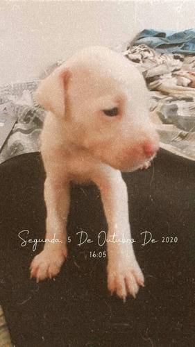 Filhote De Dogo Argentino