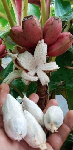 1 Platano Rosa (musa) Comestible Ornamental Y Exótico Fruto