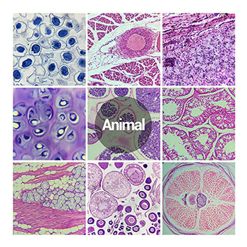 Portaobjetos De Microscopio Con Muestras De Niños, Microscop