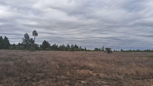 Campo En Osvaldo Magnasco