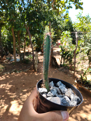 1 Muda Cacto Mandacaru Do Nordeste Branco