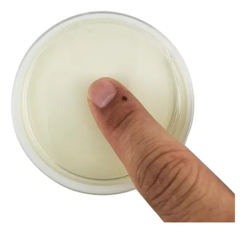 Placa De Petri De Patata, Dextrosa, Agar, Placa De Petri Bac