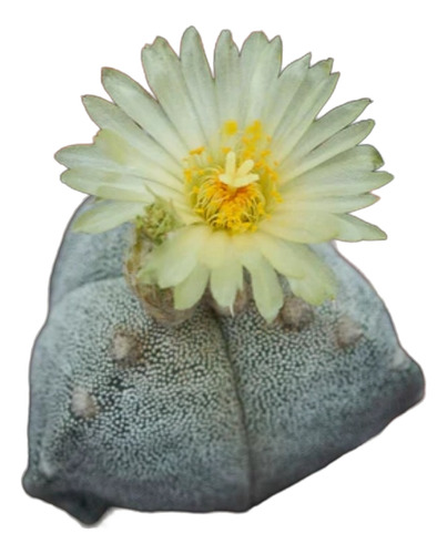 Astrophytum Myriostigma Tricostatum, 3 Costillas, Nv