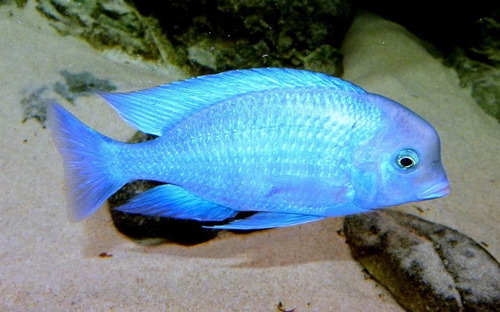 Peces Ciclidos Africanos Cyrtocara Moorii -aquamarket