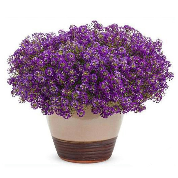 Vaso Com Violetas Naturais | MercadoLivre 📦
