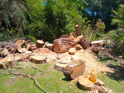 Podas Extraciones Despejes