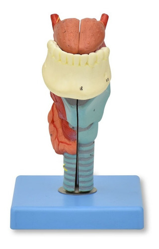 Modelo Anatomico De Laringe Lengua Con Dientes Educación