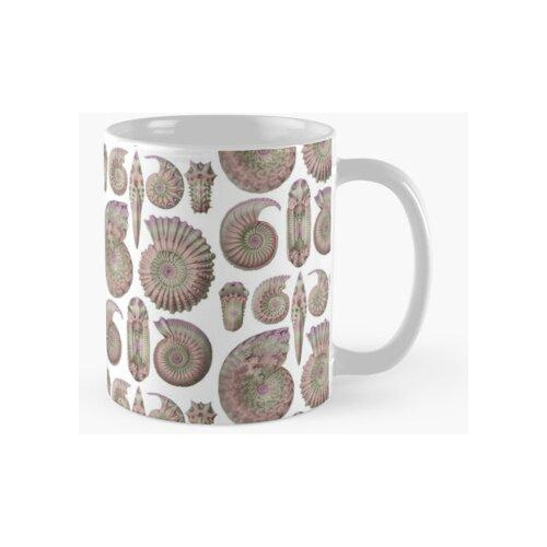 Taza Ernst Haeckel Ammonitida Ammonite Ammolite Calidad Prem