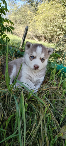 Cachorros Husky Siberiano, 2 Meses, Largo