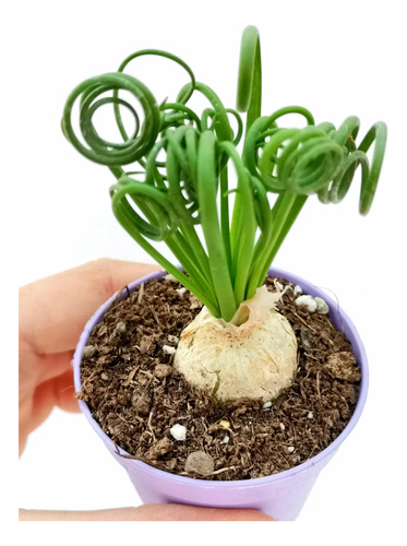 Planta Albuca Spiralis