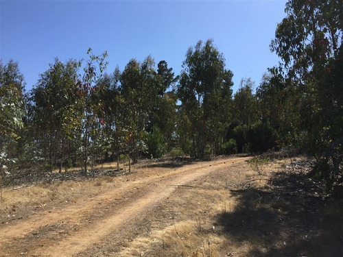 Imagen 8 de 24 de Agrícola En Venta En Algarrobo