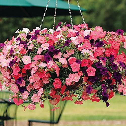 Semillas De Petunia Easy Wave Beachcomber Mix Flower Power B