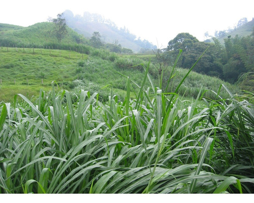 Pasto King Grass (10 Kilos De Varetas)