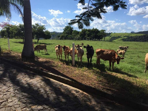 Imagem 3 de 14 de Fazenda No Paraná - Cidade Japira-pr - 7700
