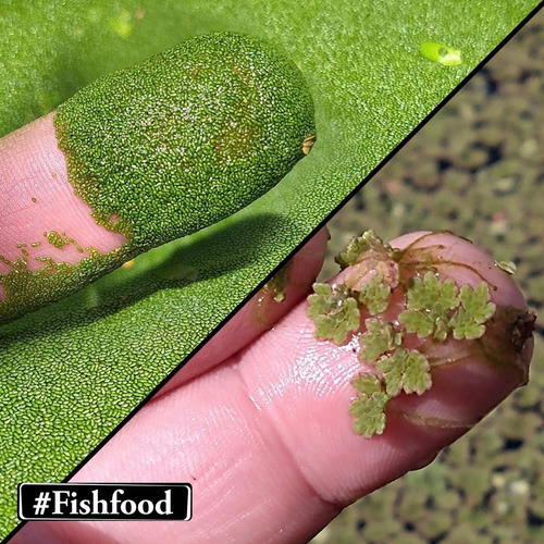 Imagem 1 de 6 de Porção Azolla-e-wolffia-brasiliens Planta Aquatica Flutuante