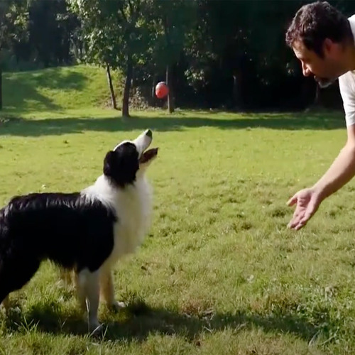 Imagen 5 de 7 de Juguetea Pelotas Para Perros Gigwi L Novedad!