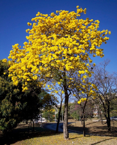 300 Sementes De Ipê Amarelo Cascudo, Do Cerrado, Ou Do Campo | Parcelamento  sem juros