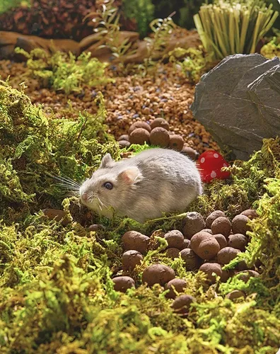 Mutuo Hombre Vivienda Musgo Seco Natural Para Decoracion De Habitat Hamster 100gr