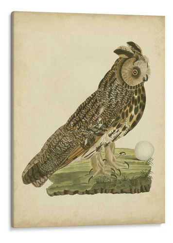 Canvas Lab Cuadro Antiguo Nozeman Owl Iii 45x60, Nozeman