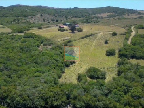 Imagen 2 de 14 de Campo De Olivos 324 Has En Los Caracoles