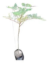 Comprar Arbolito De Moringa Moringa Oleifera