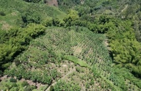 Imagen 5 de 30 de Venta Finca La Plata Palestina, Cod 5704605