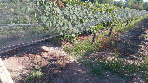 Exclusivo Viñedo De 20 Ha. En Cuadro Benegas