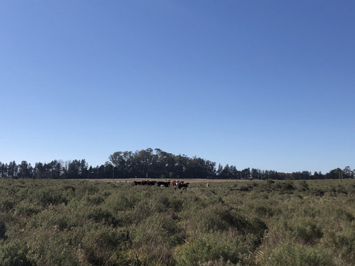 Venta Chacra En Medellin Chico (camino Que Une Al Ruta 104 Con La Boya Petrolera- Ref: 5505