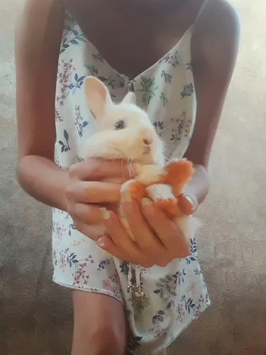 Animais Exótico - Coelho Nova Zelândia