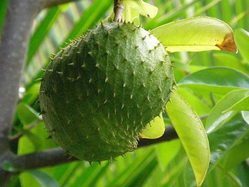 Guanabana ( Muricata ) (certificado)