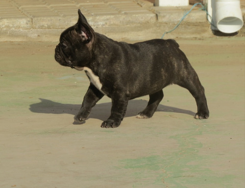 Bulldog Francés, 2 Meses,1 Macho 1 Hembra Entrega Inmediata