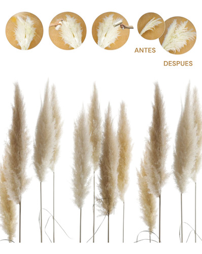 Pack X 60 Plumerillos Pampa Grass Selloana Beige 1,30 Metros Beige