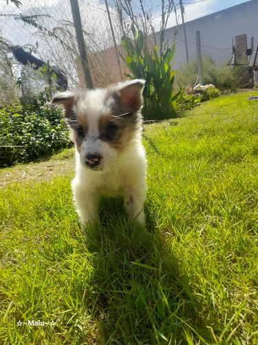 Border Collie Machos