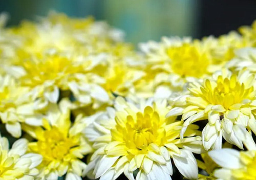 50 Semillas De Crisantemo Flor Simple +instructivo