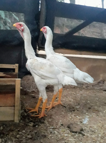 Ovos Galados Galinha Gigante 12 Ovos