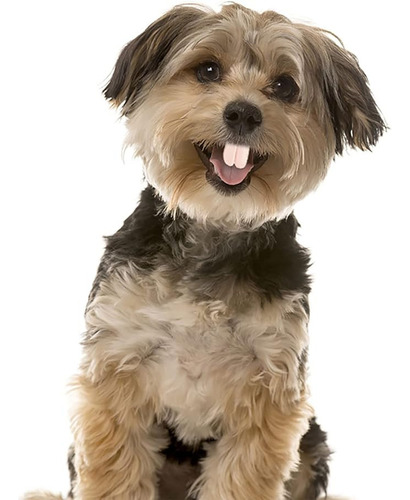 Dientes Postizos Para Perros, Divertidas Dentaduras Postizas