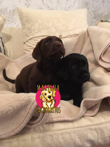 Cachorros Labrador Hermosos Y Puros Soy Martina Cachorritos