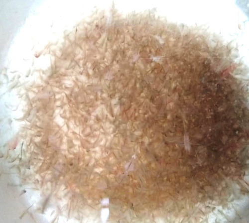 Artemia Persimilis 5 Porciones Almagro Acuaflora Iguazu