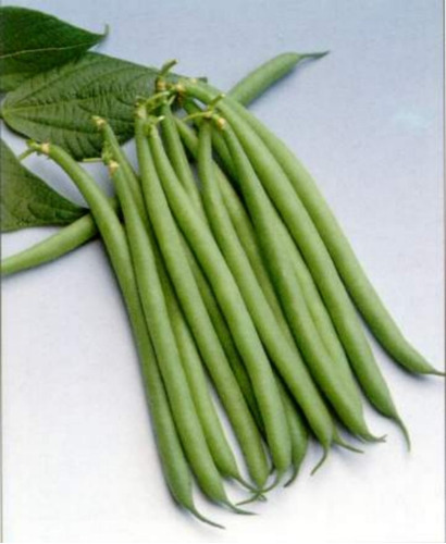 Haricot Verts - Filete Pequeo, Semillas De Frijol Verde, Ms