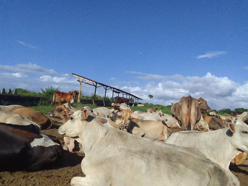 Imagen 7 de 25 de Bella Finca Operativa Ubicada En El Palmar, Estado Bolivar
