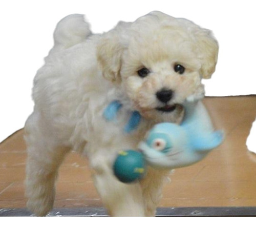 Caniche Toy Hembra Blanca, Zona Oeste