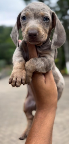 Perrito Salchichas Agua